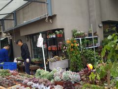 -溪岸路花鸟市场