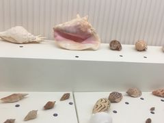 -青岛贝壳博物馆