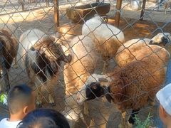 -长白岛森林公园