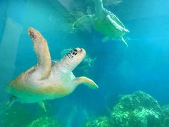 -广东惠东海龟国家级自然保护区