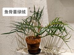 -花仓咖啡(祥安巷店)