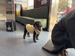 -顺强宠物诊所·狂犬免疫·夜诊·骨科(嘉定店)