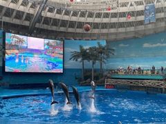 -海合安成都极地海洋公园