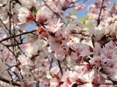 -桃花堤公园