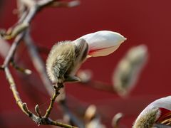 -东华门大街小区