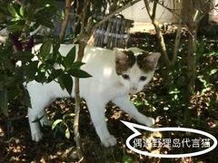 -野狸岛