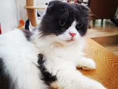 -李小姐の猫咖啡馆(五角场店)