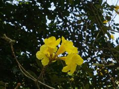 -南宁良凤江国家森林公园