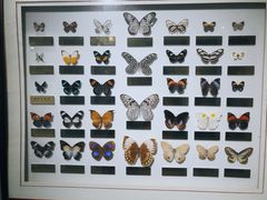 -上海昆虫博物馆