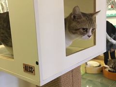 -萌喵宠狗爱心宠咖