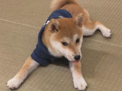 -逗柴咖啡屋·狗咖猫咖宠物桌游