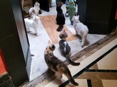 -猫色咖啡·猫咖