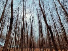 -丁香湖公园