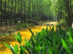 -合肥滨湖国家森林公园