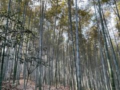 -上海佘山国家森林公园天马山园