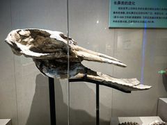 -安徽省地质博物馆