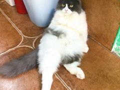 -李小姐の猫咖啡馆(五角场店)