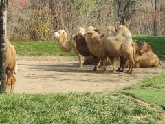 -北京野生动物园