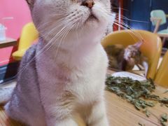 -猫色咖啡·猫咖