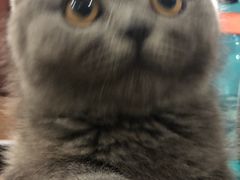 -lincat·猫舍(广州店)