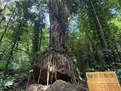 -莫里热带雨林景区