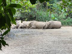 -普洱太阳河森林公园