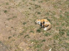 -西霞口神雕山野生动物世界