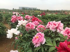 -泰山牡丹园