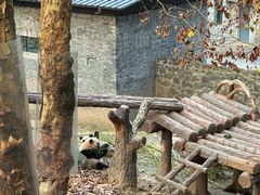 -都江堰中华大熊猫苑