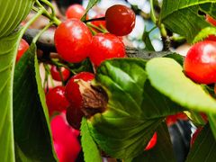 -樱桃山旅游景区