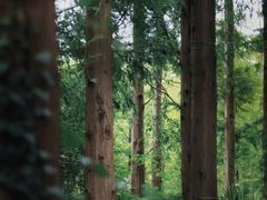 -黄海国家森林公园