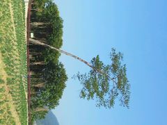android_upload_pic-广州市流溪河国家森林公园