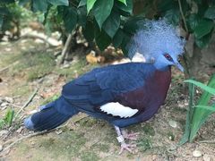 -新加坡飞禽公园