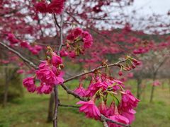 -广州市石门国家森林公园