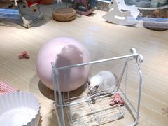 -momokira米努特·德文卷毛猫·棉花面纱犬