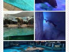 -海合安成都极地海洋公园
