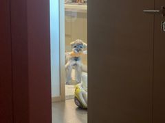 -爱宠屋pet shop·宠物洗澡·宠物美容