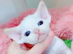-十年猫舍·猫咪专门店(普陀店)
