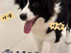 -安格丽娜·狗咖·猫咖羊驼咖(春熙路百盛商场店)