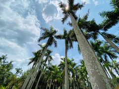 -中国科学院西双版纳热带植物园