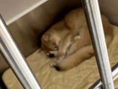 -瑞派康怡24h宠物医院·犬猫医疗中心·微创绝育(瑞景分院)