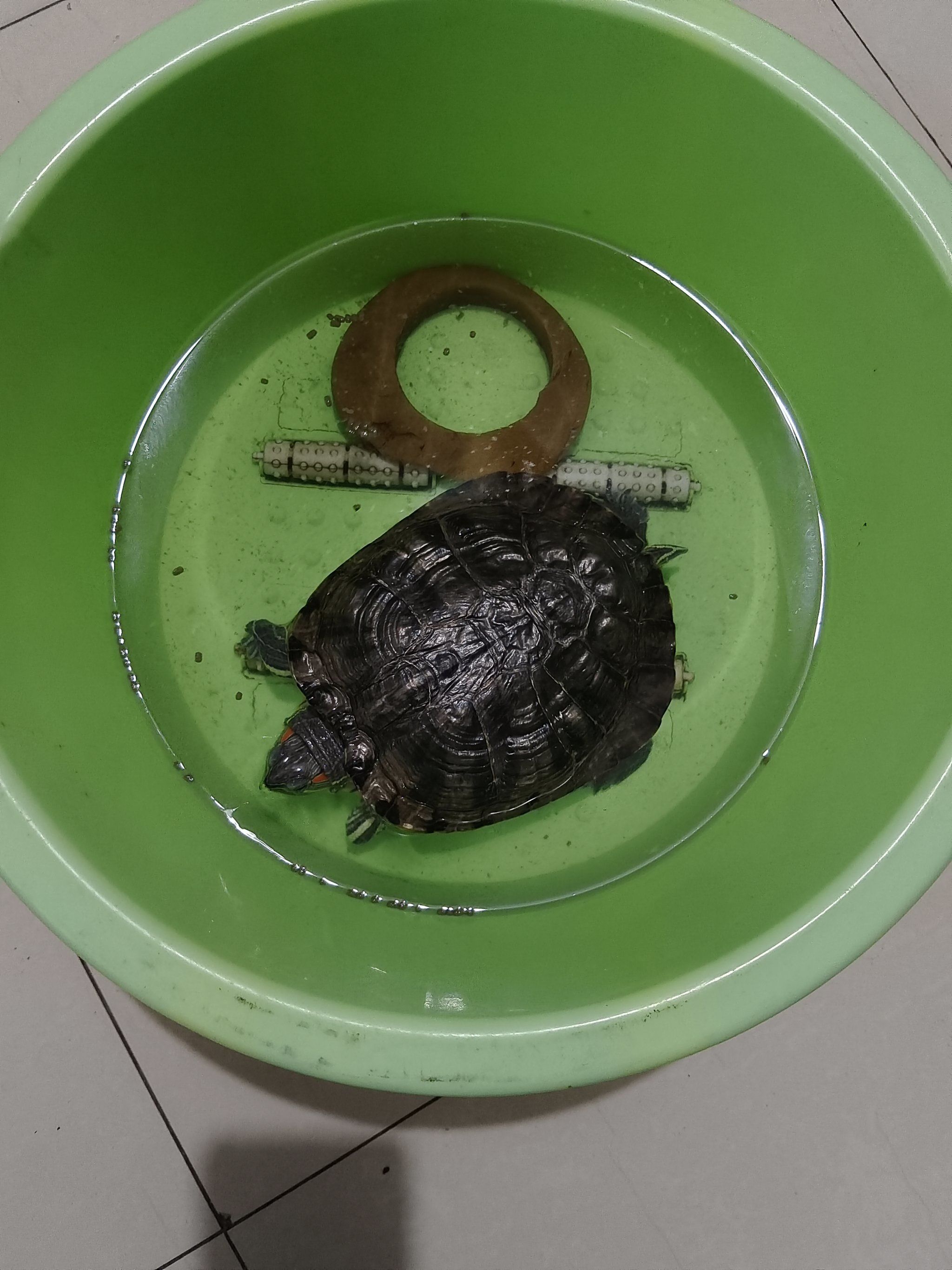 我家养的龟龟
