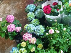 -循礼门鲜花花市(武汉循礼门店)