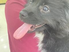 -瑞鹏宠物医院犬猫全科(真大分院)
