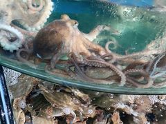 -蓝珊甄选海鲜自助·火锅大排档(近阿那亚店)