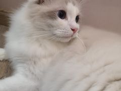 -酷豆宠物咖啡·宠物美食·撸猫馆