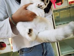 -lincat·猫舍(广州店)