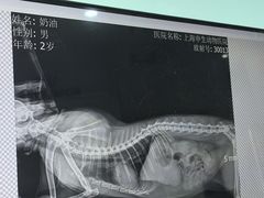 -瑞派申生动物医院·24H夜诊·国际动物医疗中心·骨外科(吴中路店)