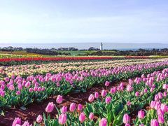 -洪湖湿地生态园