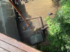 -西双版纳原始森林公园